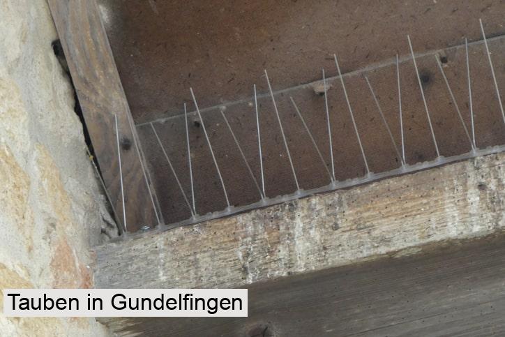 Tauben in Gundelfingen